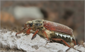 <p>CHROUST OBECNÝ (Melolontha melolontha) ---- /Cockchafer - Feldmaikäfer/</p>